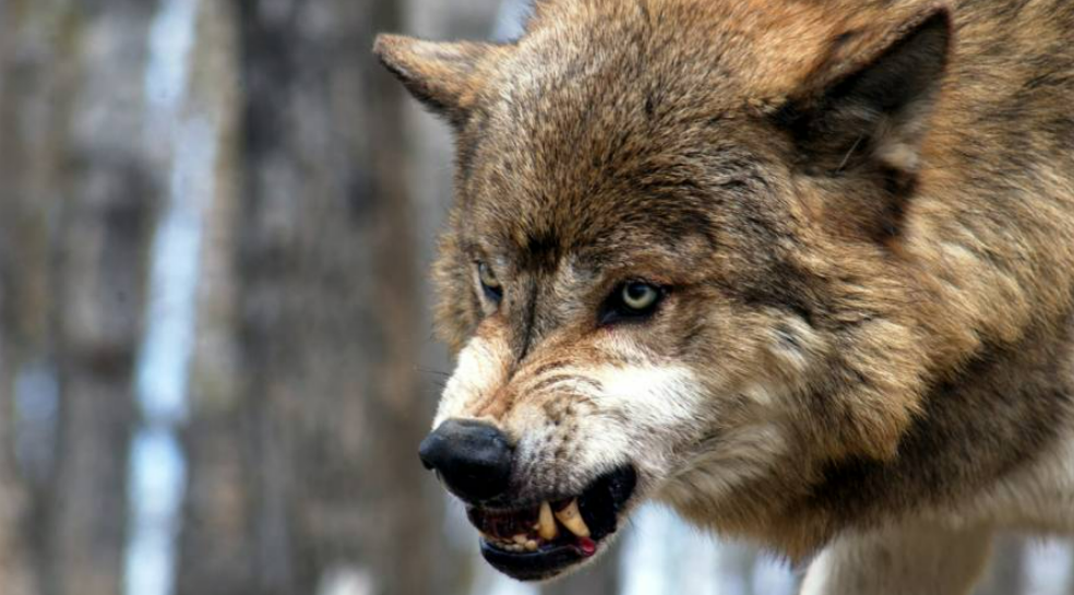 Mitten in Deutschland! Wolf greift Reiterin und Pferd an! Reiterin berichtet von Albtraum-Attacke
