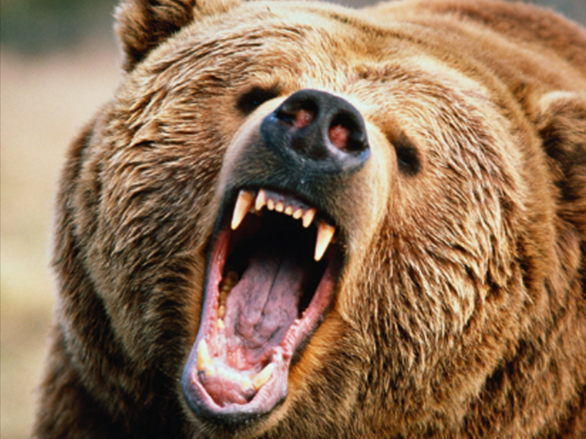 Bären-Alarm in Bayern! Wildkamera erwischt riesigen Bären - Experten besorgt!